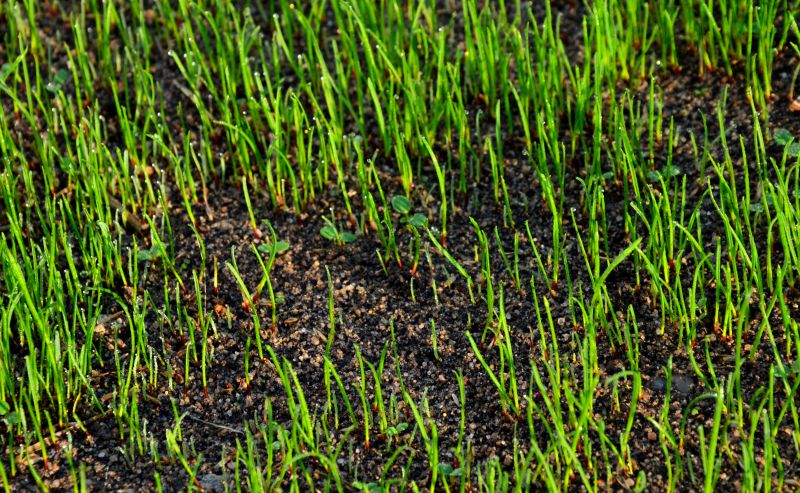 Summer Seeding Challenges