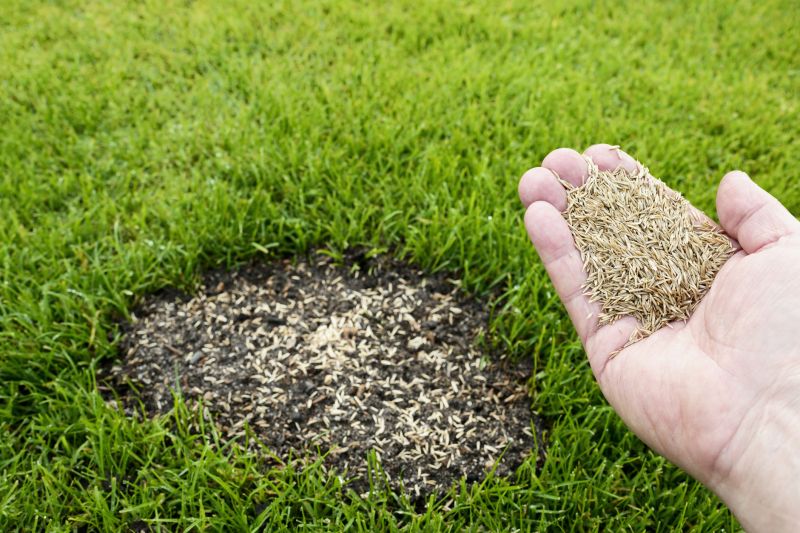 Lawn Seeding Consultation