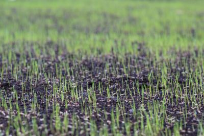 Residential Lawn Seeding in Ventura County, CA