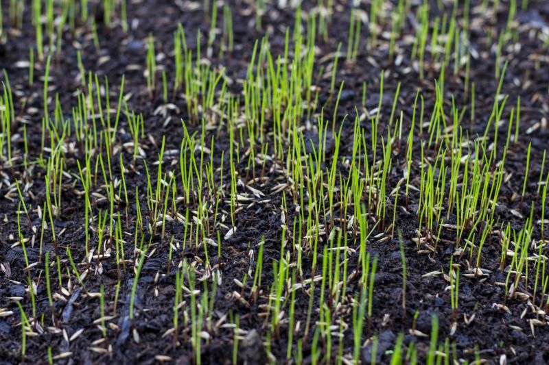Spring Lawn Overseeding in Ventura County, CA